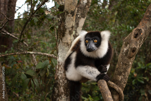 Ruffed lemur in the Andasibe Mantadia national park.  Black and white lemur on the tree. Rare lemur in Madagascar island. Flying monkey jump from tree to tree. 