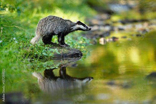 Fototapeta European badger, Meles meles, low angle photo of big male in rainy day, drinking from forest lake, reflecting itself in calm water surface