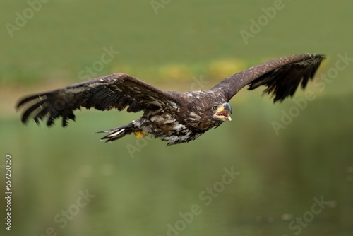 The white-tailed eagle in flight