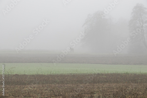 Selective focus. Strong fog. Bad visibility. Thick fog. Horse in the fog