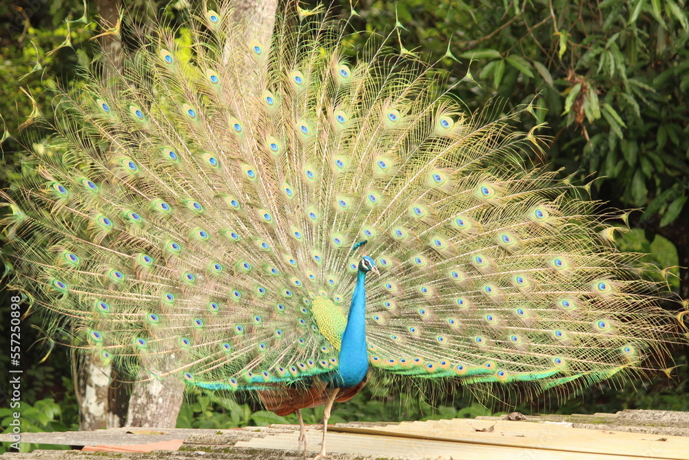 Obraz premium peacock with feathers out