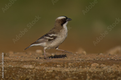 white brow sparrow weaver © Johannes