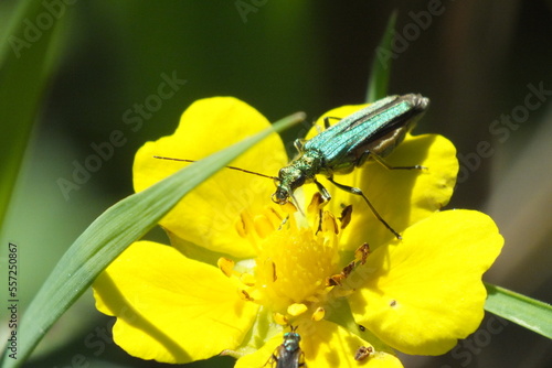 Green musk beetle on buttercup flower © Allison