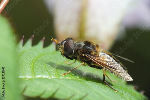 Hover fly washing itself on a plan leaf