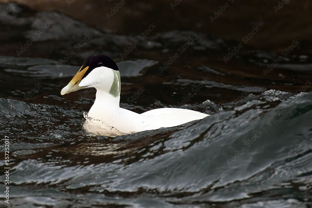 Fototapeta premium Eider Duck