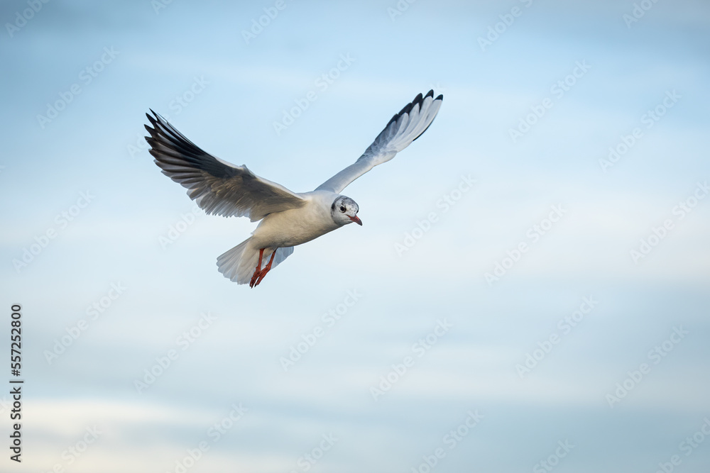 Fototapeta premium möve