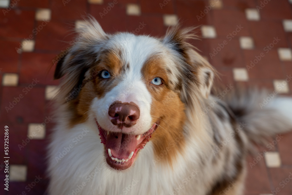 Happy blue eyed australian shepherd