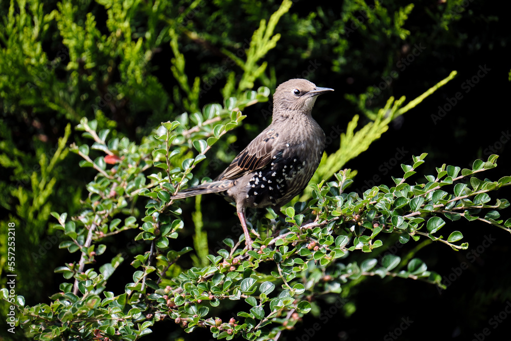 Starling in Bush Starling in Bush