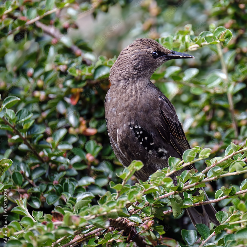 Fototapeta premium Starling in Bush