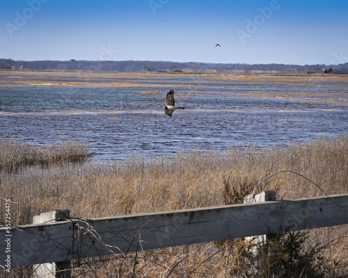 Ghost hawk over Peter Point.,  location Peter Point,  Parker River National Wildlife Refuge,  Newburyport  Massachusetts 