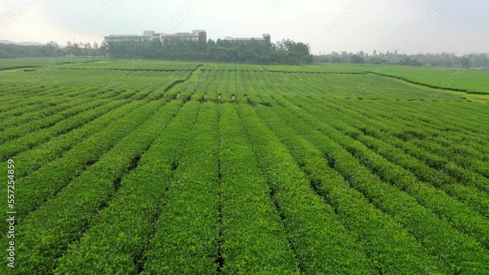 Green tea, field, green, cultivation, farm, nature, health, Green tea, field, green, cultivation, farm, nature, health,