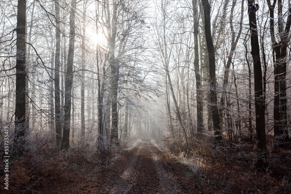 Picturesque winter forest in the morning. The trees are covered with frost Picturesque winter forest in the morning. The trees are covered with frost