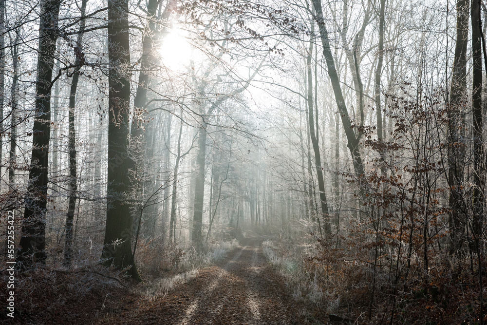 Picturesque winter forest in the morning. The trees are covered with frost Picturesque winter forest in the morning. The trees are covered with frost