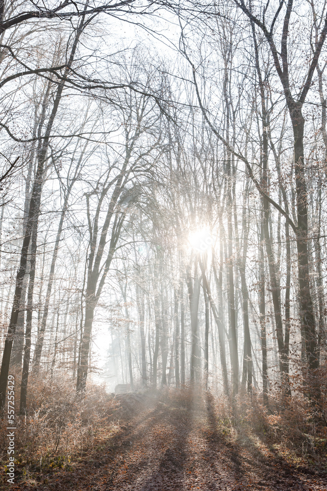 Fototapeta premium Picturesque winter forest in the morning. The trees are covered with frost