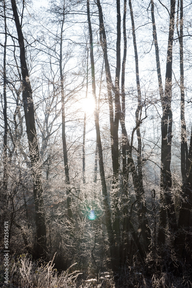 Fototapeta premium Picturesque winter forest in the morning. The trees are covered with frost