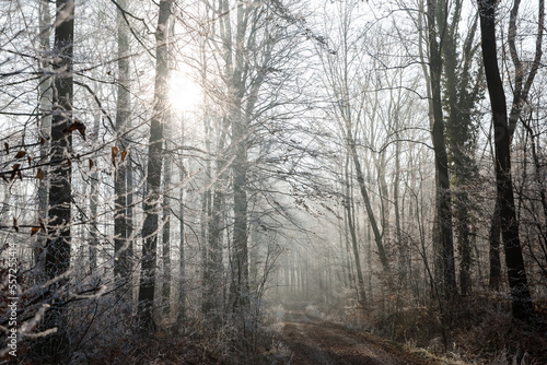 Picturesque winter forest in the morning. The trees are covered with frost © nazariykarkhut