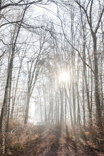 Picturesque winter forest in the morning. The trees are covered with frost