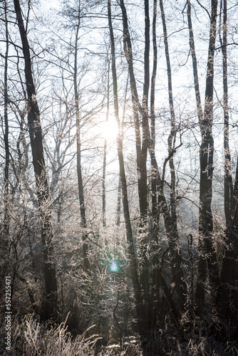 Picturesque winter forest in the morning. The trees are covered with frost © nazariykarkhut