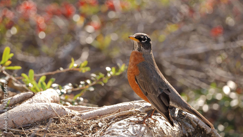 The American robin (Turdus migratorius) that winters in California feeds on a variety of berries.