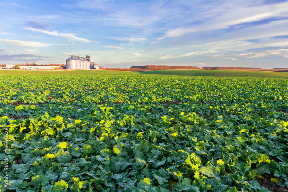 Green field of young rapeseed shoots and a new grain elevator on the horizon