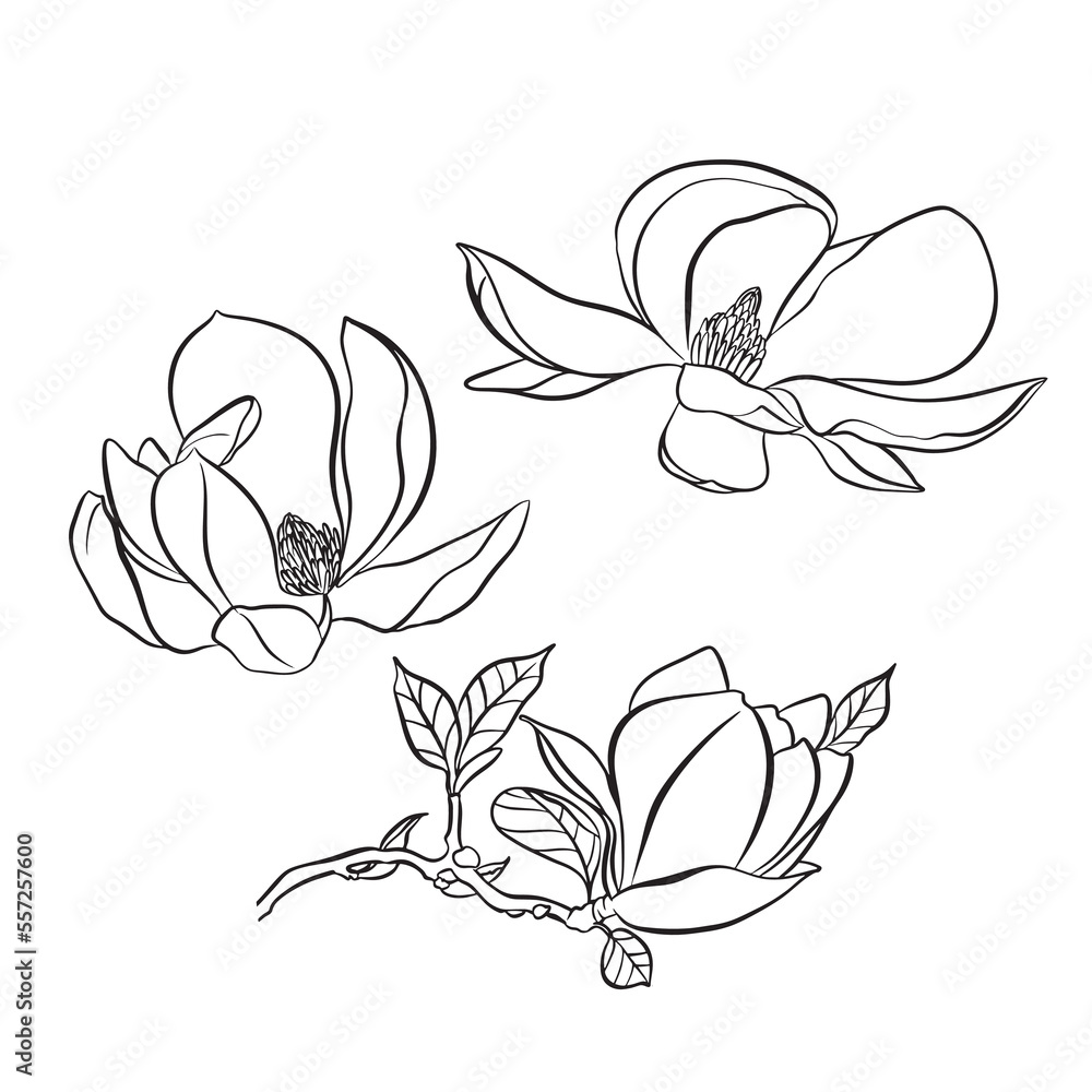 Obraz premium European magnolia. Set of floral elements. Set of linear sketches of magnolia flowers. Collection of black and white illustrations in hand drawn style isolated on white background