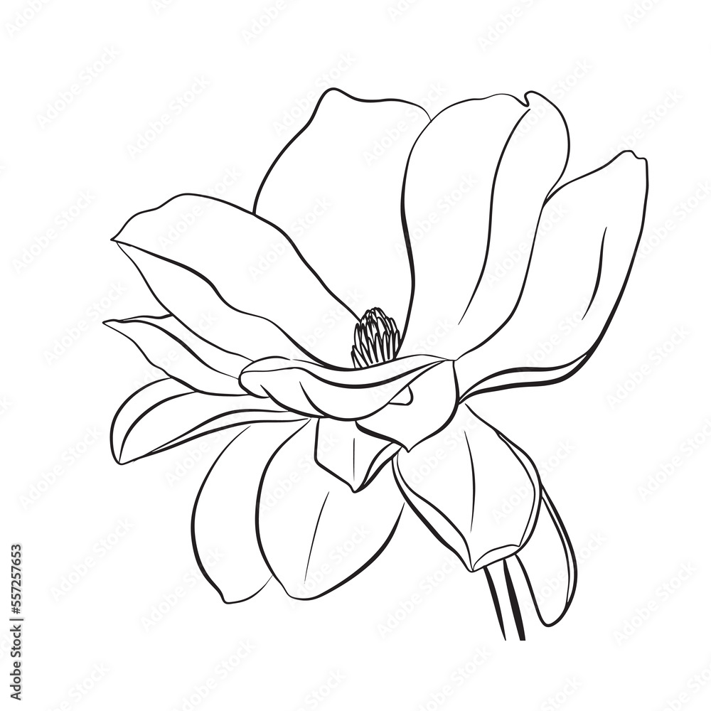 European magnolia. Set of floral elements. Set of linear sketches of magnolia flowers. Collection of black and white illustrations in hand drawn style isolated on white background European magnolia. Set of floral elements. Set of linear sketches of magnolia flowers. Collection of black and white illustrations in hand drawn style isolated on white background