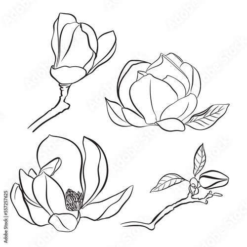 European magnolia. Set of floral elements. Set of linear sketches of magnolia flowers. Collection of black and white illustrations in hand drawn style isolated on white background