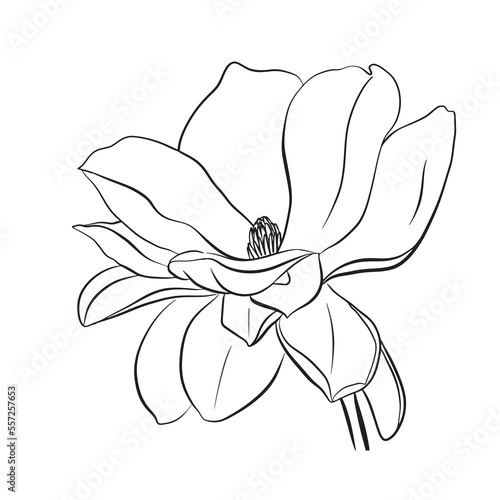 European magnolia. Set of floral elements. Set of linear sketches of magnolia flowers. Collection of black and white illustrations in hand drawn style isolated on white background