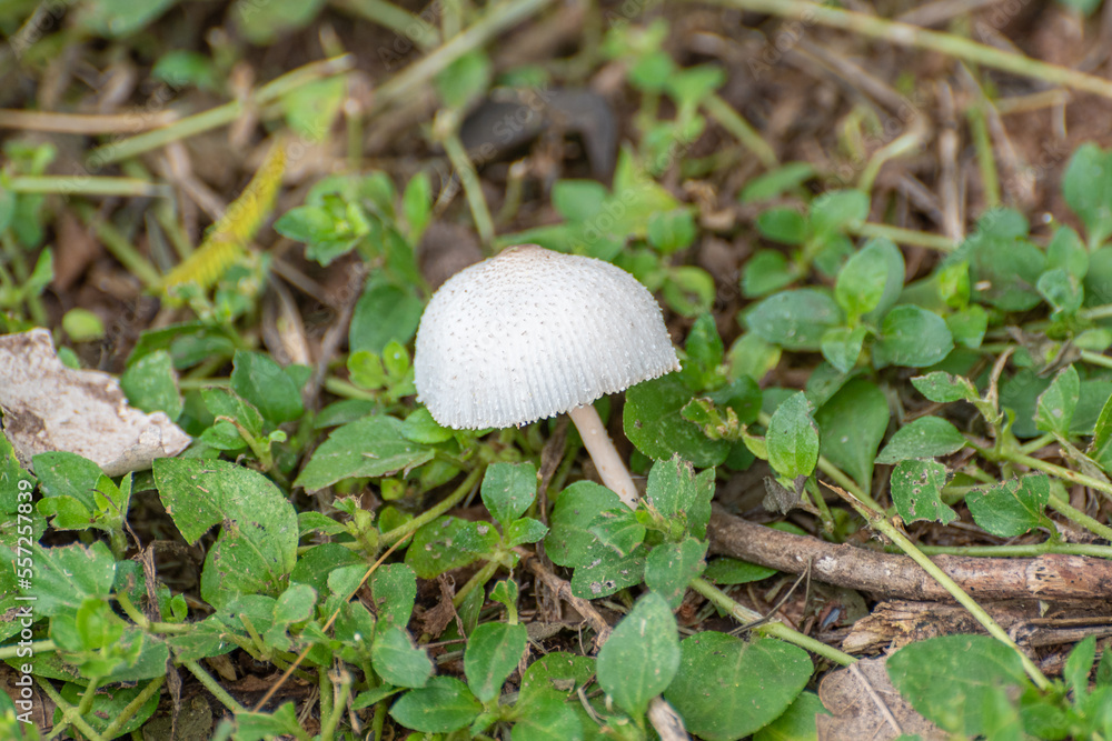 Mushrooms, beautiful colony of mushrooms in any garden in Brazil, natural light. Selective focus. Mushrooms, beautiful colony of mushrooms in any garden in Brazil, natural light. Selective focus.
