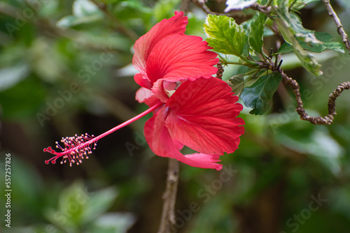 Hibiscus, beautiful red hibiscus flower in the garden, natural light, selective focus.
