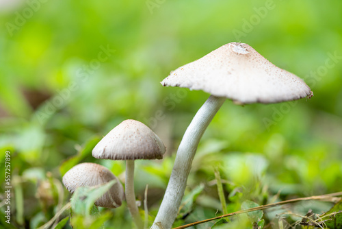 Mushrooms, beautiful colony of mushrooms in any garden in Brazil, natural light. Selective focus.