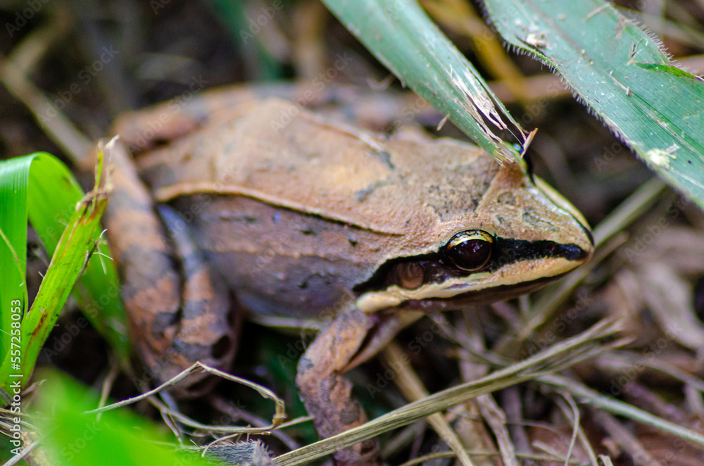 Fototapeta premium Leaf frog, beautiful leaf frog in its natural habitat, natural light, selective focus.