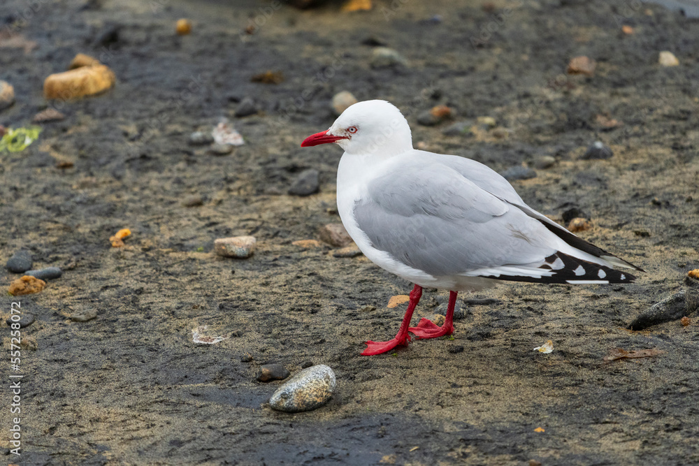 The Red-billed-gull (Chroicocephalus novaehollandiae scopulinus) The Red-billed-gull (Chroicocephalus novaehollandiae scopulinus)