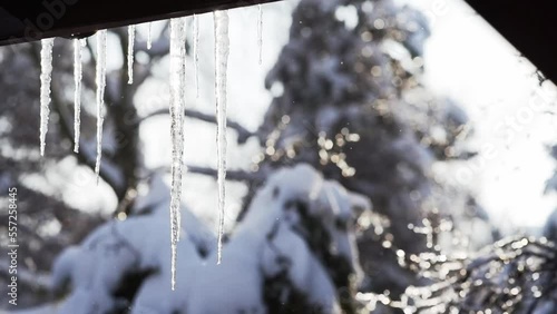 Icicles hanging from roof in sunny morning, snowy trees and falling snow in the background, banner background with copyspace