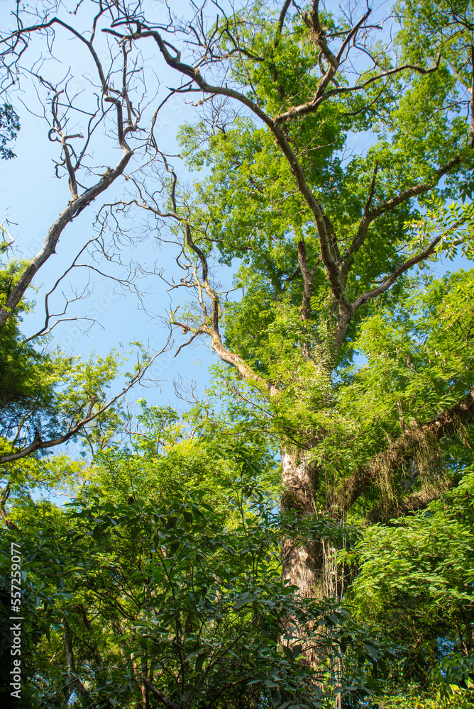 Trees, beautiful leafy trees in Brazil, natural light, selective focus. Trees, beautiful leafy trees in Brazil, natural light, selective focus.