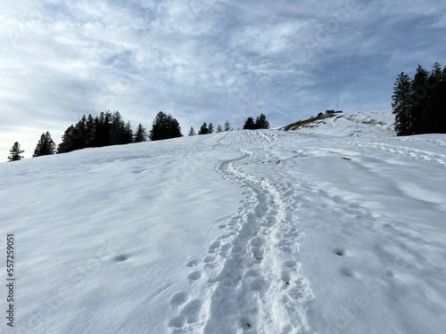 Wonderful winter hiking trails and traces in fresh alpine snow on the slopes of the Alpstein mountain range, Urnäsch (Urnaesch or Urnasch) - Canton of Appenzell Innerrhoden, Switzerland (Schweiz) photo