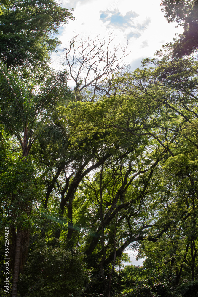 Trees, beautiful leafy trees in Brazil, natural light, selective focus.