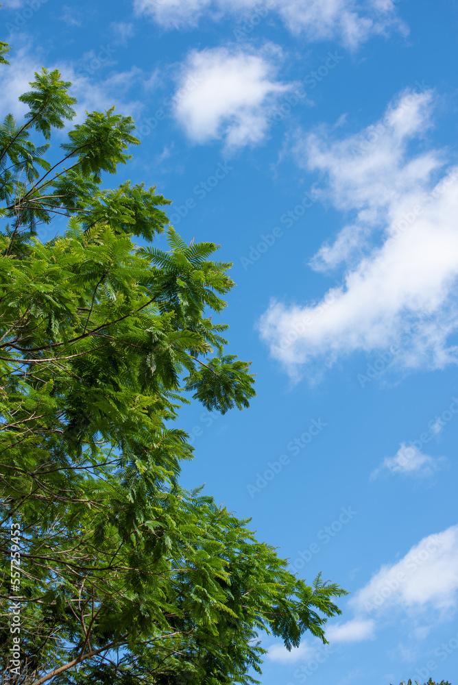Trees, beautiful leafy trees in Brazil, natural light, selective focus. Trees, beautiful leafy trees in Brazil, natural light, selective focus.