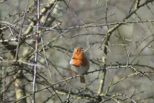 British Robin