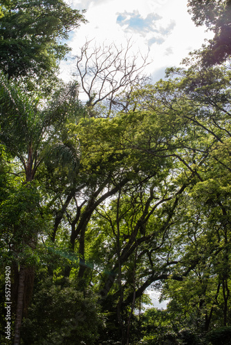 Trees, beautiful leafy trees in Brazil, natural light, selective focus.