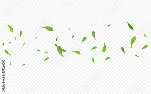 Lime Leaves Fresh Vector Transparent Background