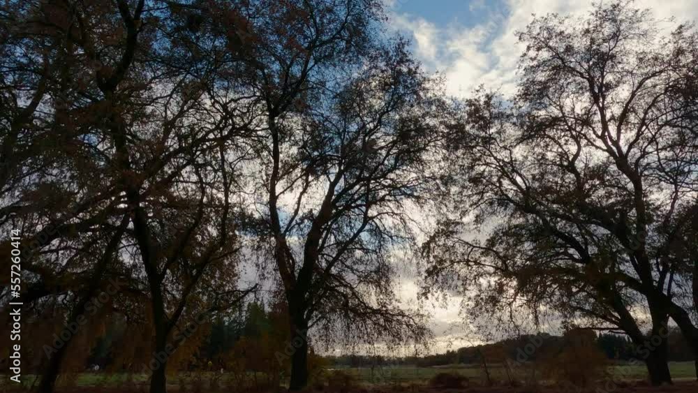 Walking past a row of mature oak trees backlit at sunset in winter Walking past a row of mature oak trees backlit at sunset in winter