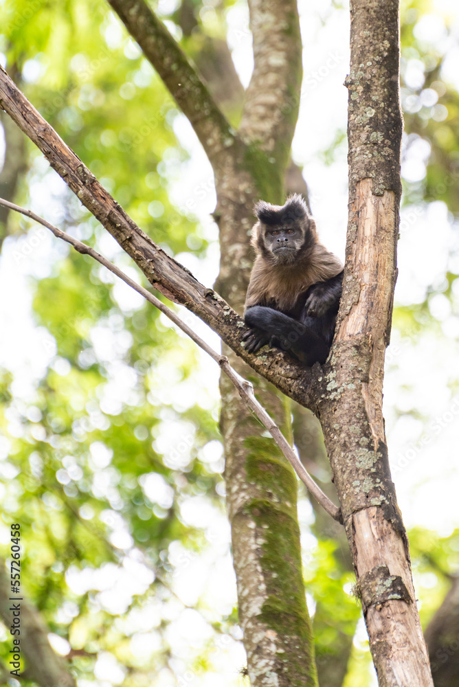 Monkey, capuchin monkey in a woods in Brazil among trees in natural light, selective focus. Monkey, capuchin monkey in a woods in Brazil among trees in natural light, selective focus.