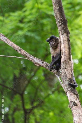 Fototapeta Naklejka Na Ścianę i Meble -  Monkey, capuchin monkey in a woods in Brazil among trees in natural light, selective focus.