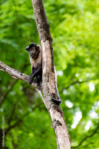 Monkey  capuchin monkey in a woods in Brazil among trees in natural light  selective focus.