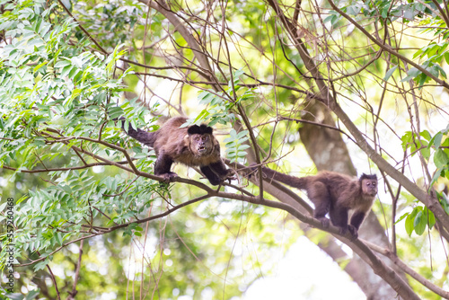 Monkey, capuchin monkey in a woods in Brazil among trees in natural light, selective focus. © Milton Buzon