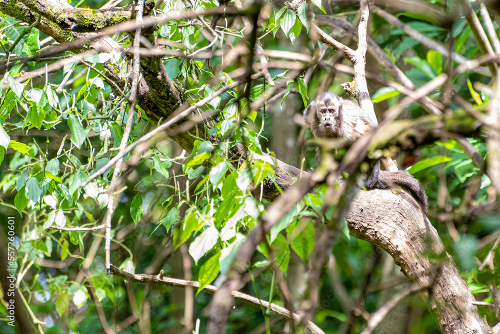 Monkey, capuchin monkey in a woods in Brazil among trees in natural light, selective focus. Monkey, capuchin monkey in a woods in Brazil among trees in natural light, selective focus.