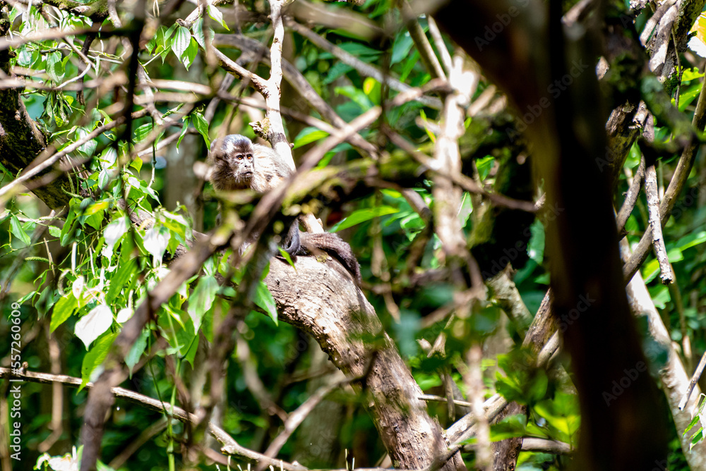 Monkey, capuchin monkey in a woods in Brazil among trees in natural light, selective focus. Monkey, capuchin monkey in a woods in Brazil among trees in natural light, selective focus.
