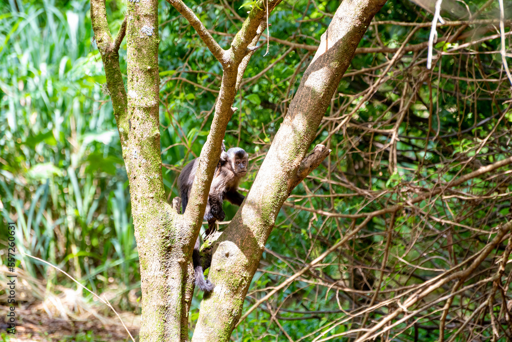 Monkey, capuchin monkey in a woods in Brazil among trees in natural light, selective focus. Monkey, capuchin monkey in a woods in Brazil among trees in natural light, selective focus.
