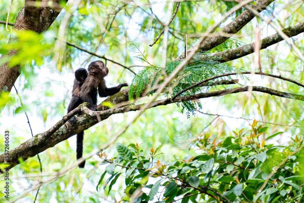 Monkey, capuchin monkey in a woods in Brazil among trees in natural light, selective focus. Monkey, capuchin monkey in a woods in Brazil among trees in natural light, selective focus.